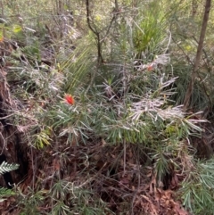 Lambertia formosa at Booderee National Park - 15 Dec 2023 06:25 PM