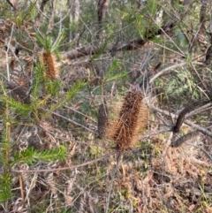 Banksia ericifolia subsp. ericifolia (Heath-leaved Banksia) at Jervis Bay, JBT - 15 Dec 2023 by Tapirlord