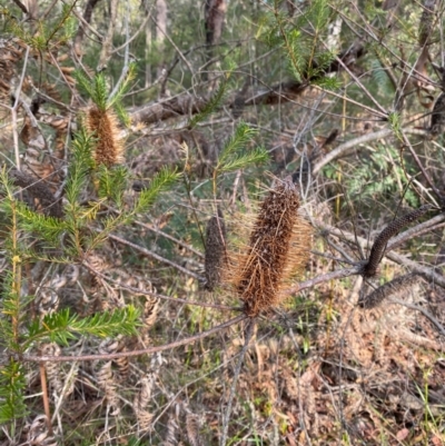 Banksia ericifolia subsp. ericifolia (Heath-leaved Banksia) at Booderee National Park - 15 Dec 2023 by Tapirlord