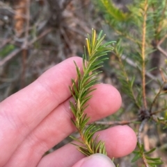 Banksia ericifolia subsp. ericifolia at Booderee National Park - 15 Dec 2023