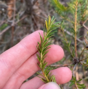 Banksia ericifolia subsp. ericifolia at Booderee National Park - 15 Dec 2023 06:25 PM