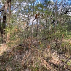 Banksia ericifolia subsp. ericifolia at Booderee National Park - 15 Dec 2023 06:25 PM