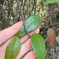 Smilax glyciphylla (Native Sarsaparilla) at Booderee National Park - 15 Dec 2023 by Tapirlord