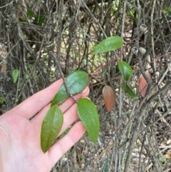 Smilax glyciphylla at Booderee National Park - 15 Dec 2023