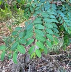 Breynia oblongifolia (Coffee Bush) at Jervis Bay, JBT - 15 Dec 2023 by Tapirlord