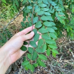 Breynia oblongifolia at Booderee National Park1 - 15 Dec 2023