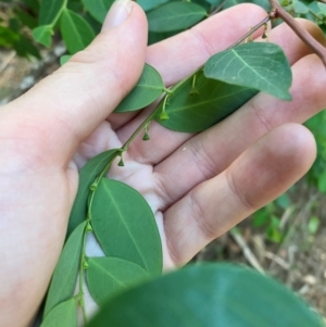 Breynia oblongifolia at Booderee National Park1 - 15 Dec 2023