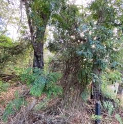 Breynia oblongifolia at Booderee National Park1 - 15 Dec 2023 06:22 PM