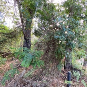 Breynia oblongifolia at Booderee National Park1 - 15 Dec 2023 06:22 PM