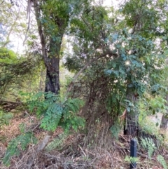 Breynia oblongifolia at Booderee National Park1 - 15 Dec 2023