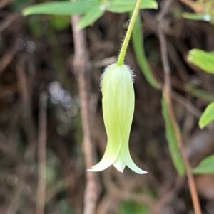 Billardiera mutabilis at Booderee National Park - 15 Dec 2023