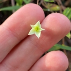 Billardiera mutabilis at Booderee National Park - 15 Dec 2023