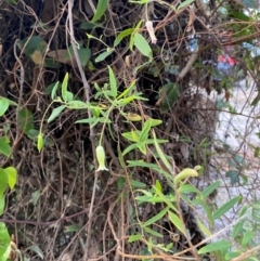 Billardiera mutabilis at Booderee National Park - 15 Dec 2023 06:22 PM