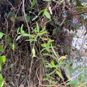 Billardiera mutabilis at Booderee National Park - 15 Dec 2023