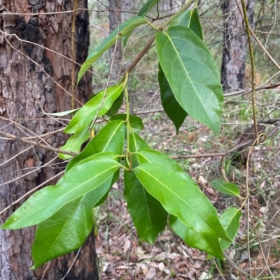 Parsonsia straminea (Common Silkpod) at Booderee National Park1 - 15 Dec 2023 by Tapirlord
