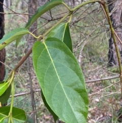 Parsonsia straminea at Booderee National Park - 15 Dec 2023