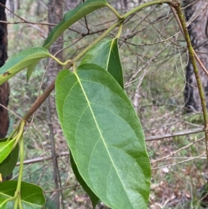 Parsonsia straminea at Booderee National Park - 15 Dec 2023