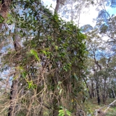 Parsonsia straminea at Booderee National Park - 15 Dec 2023