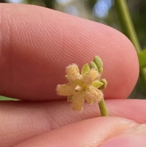 Parsonsia straminea at Booderee National Park - 15 Dec 2023