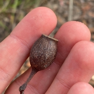 Corymbia gummifera at Booderee National Park - 15 Dec 2023