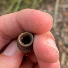 Corymbia gummifera at Booderee National Park - 15 Dec 2023