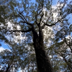 Corymbia gummifera at Booderee National Park - 15 Dec 2023