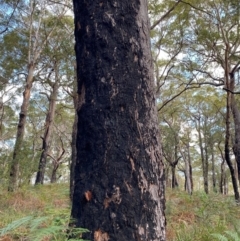 Corymbia gummifera at Booderee National Park - 15 Dec 2023 06:20 PM