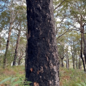 Corymbia gummifera at Booderee National Park - 15 Dec 2023