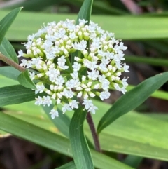 Platysace lanceolata (Shrubby Platysace) at Booderee National Park - 15 Dec 2023 by Tapirlord