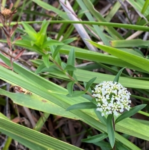 Platysace lanceolata at Booderee National Park1 - 15 Dec 2023 06:18 PM