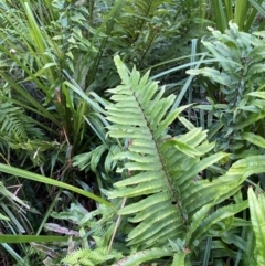 Blechnum camfieldii at Jervis Bay, JBT - 15 Dec 2023 by Tapirlord