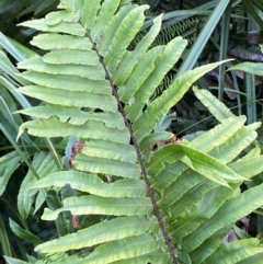 Blechnum camfieldii at Booderee National Park1 - 15 Dec 2023 06:18 PM