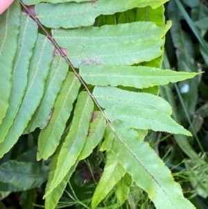 Blechnum camfieldii at Booderee National Park1 - 15 Dec 2023