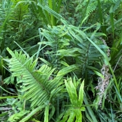 Blechnum camfieldii at Booderee National Park1 - 15 Dec 2023