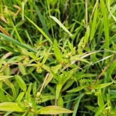 Persicaria prostrata (Creeping Knotweed) at The Pinnacle - 16 Jan 2024 by sangio7