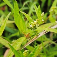 Persicaria prostrata at The Pinnacle - 16 Jan 2024