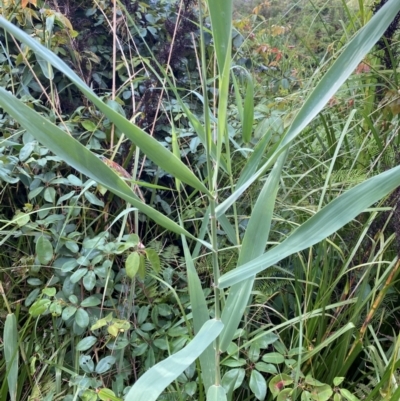 Phragmites australis (Common Reed) at Jervis Bay, JBT - 15 Dec 2023 by Tapirlord