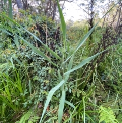 Phragmites australis at Booderee National Park1 - 15 Dec 2023