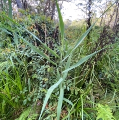 Phragmites australis at Booderee National Park1 - 15 Dec 2023 06:17 PM