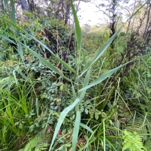 Phragmites australis at Booderee National Park1 - 15 Dec 2023