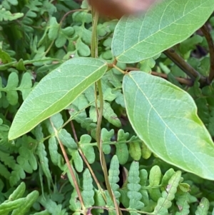 Kennedia rubicunda at Booderee National Park - 15 Dec 2023