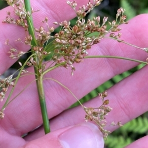 Juncus continuus at Booderee National Park - 15 Dec 2023 06:16 PM