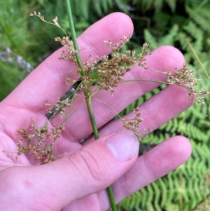 Juncus continuus at Booderee National Park - 15 Dec 2023