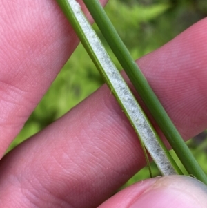 Juncus continuus at Booderee National Park - 15 Dec 2023 06:16 PM