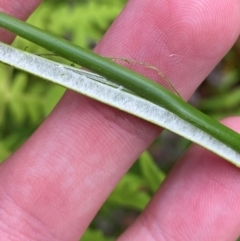 Juncus continuus at Booderee National Park - 15 Dec 2023