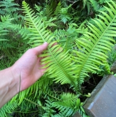 Blechnum nudum (Fishbone Water Fern) at Booderee National Park1 - 15 Dec 2023 by Tapirlord