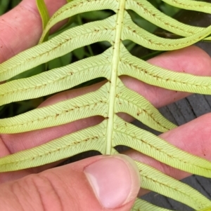 Blechnum nudum at Booderee National Park - 15 Dec 2023