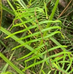 Gleichenia microphylla (Scrambling Coral Fern) at Jervis Bay, JBT - 15 Dec 2023 by Tapirlord