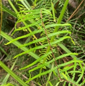 Gleichenia microphylla at Booderee National Park - 15 Dec 2023