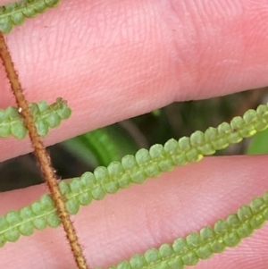 Gleichenia microphylla at Booderee National Park - 15 Dec 2023